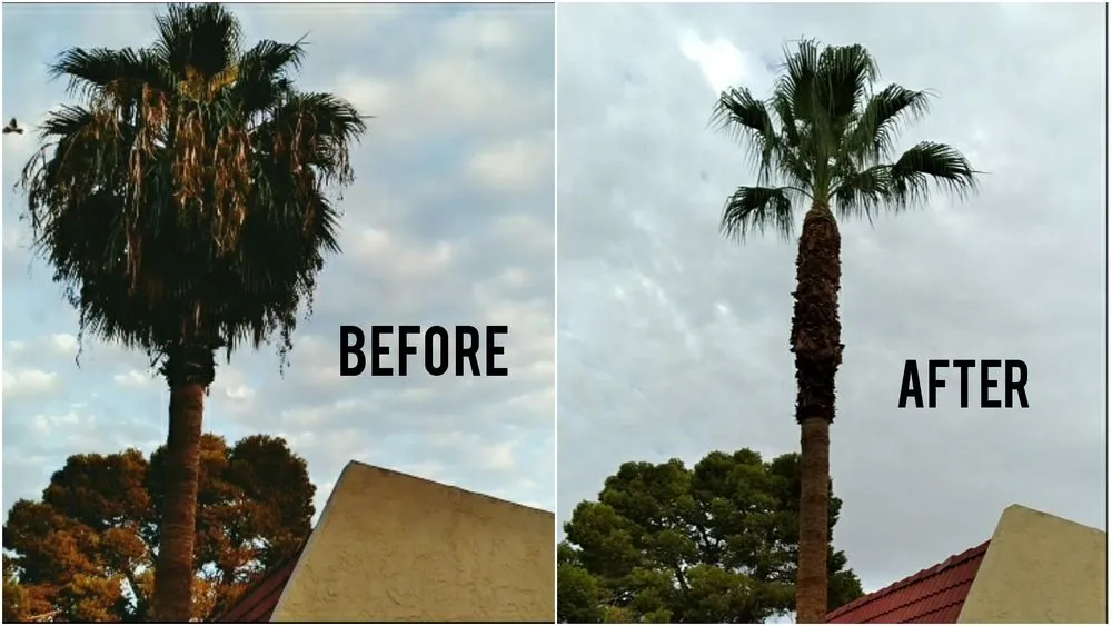 Top-rated lawn mowing service in Buckeye, AZ - Rubenator Tree And Landscape Service