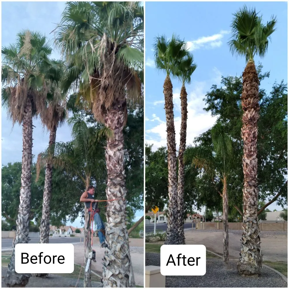 Top-rated residential landscaping experts serving Buckeye, AZ - Rubenator Tree And Landscape Service