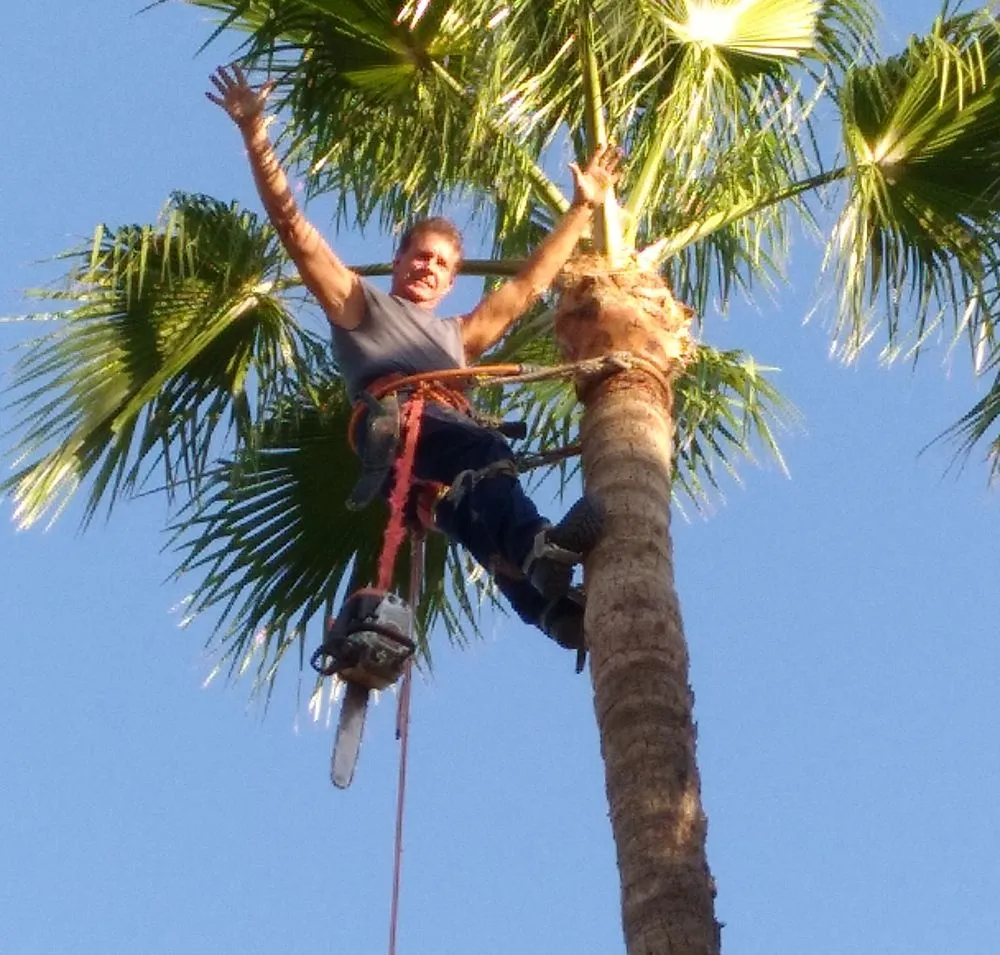 Expert yard maintenance for year-round maintenance in Buckeye, AZ by Rubenator Tree And Landscape Service