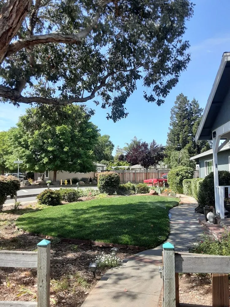 Professional yard cleanup service in Campbell, CA by Ruben's Gardening Services