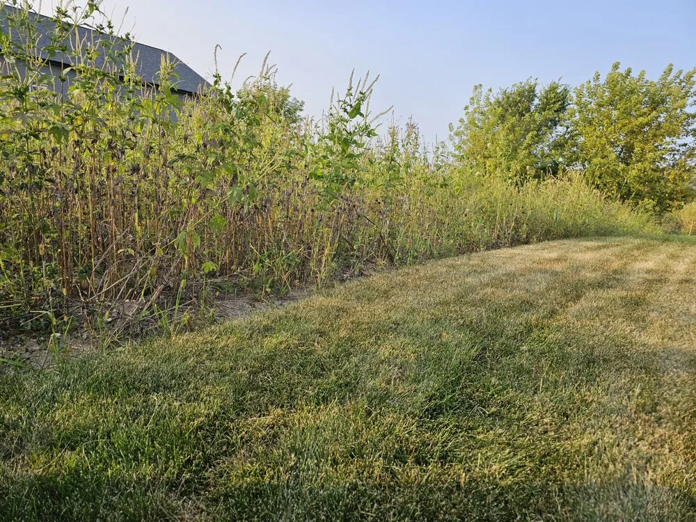 Expert yard maintenance in Madison, WI by Ruben's Lawn Care Services & Dumpster Rentals