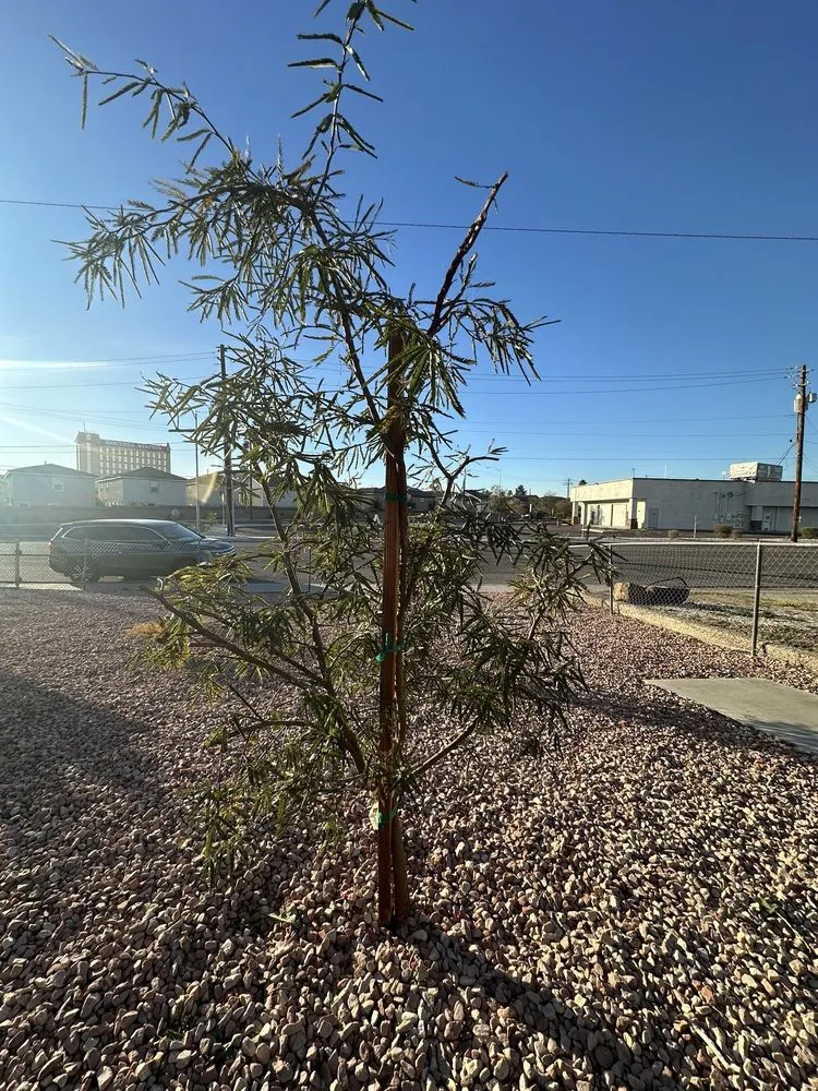 Expert yard cleanup service for year-round maintenance across Las Vegas, NV - Ruben's Lawn Service