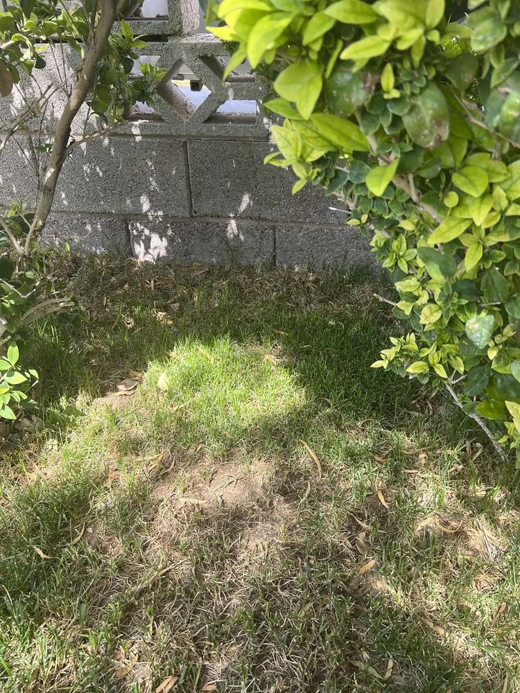 Local lawn care service for outdoor upgrades across Las Vegas, NV - Ruben's Lawn Service