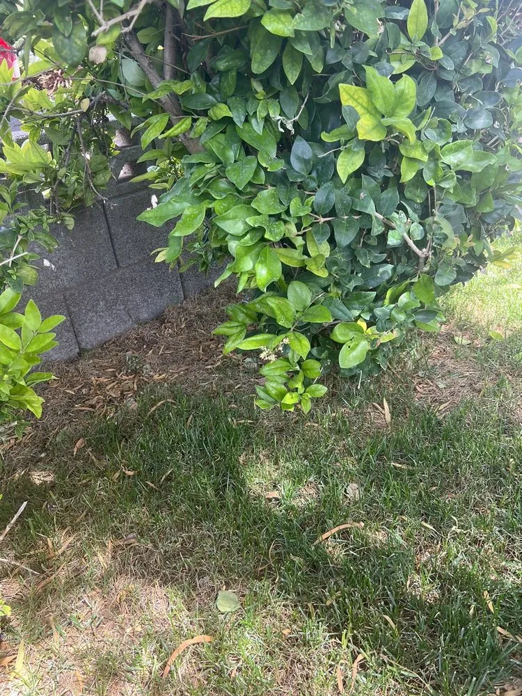 Custom yard maintenance in Las Vegas, NV by Ruben's Lawn Service