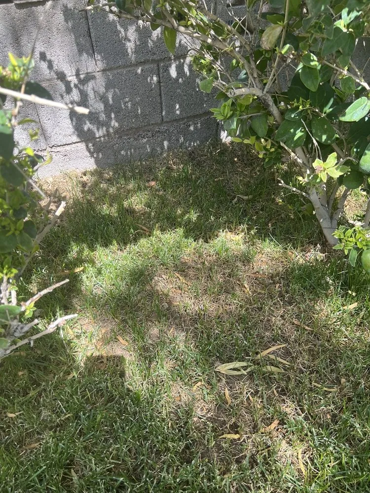 Reliable lawn mowing service in Las Vegas, NV by Ruben's Lawn Service