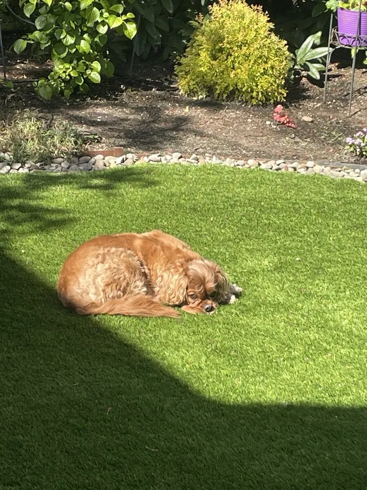 Local yard maintenance in Woodburn, OR - Rubi Landscape