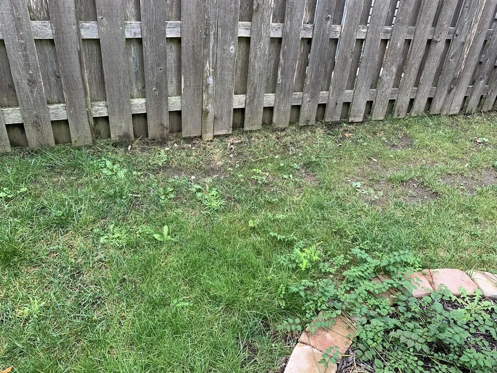 Affordable lawn care service in McHenry, IL by Rubino Landscapes