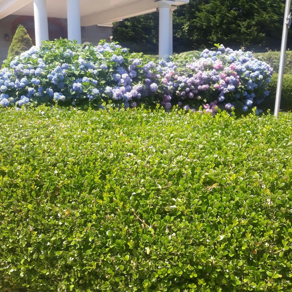 Trusted lawn mowing service in Flanders, NY by Rubio Landscaping