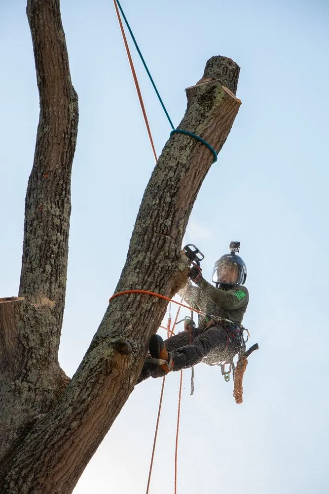 Trusted lawn care service for residential properties in Mint Hill, NC by Rubio Tree Services