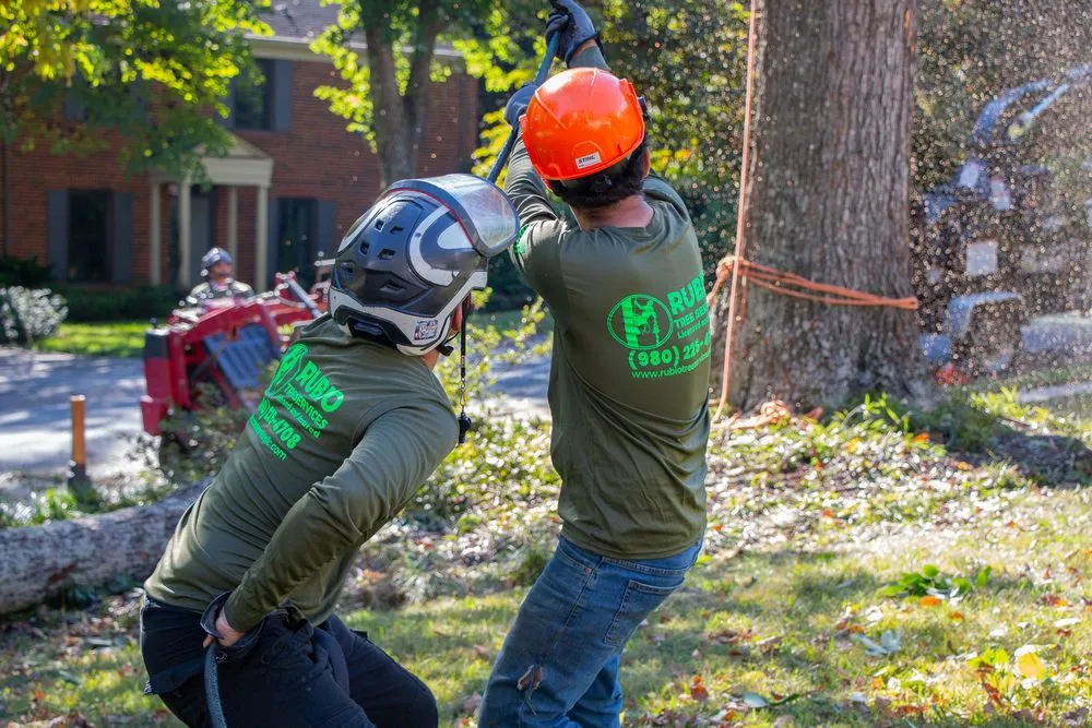 Local yard cleanup service in Mint Hill, NC by Rubio Tree Services