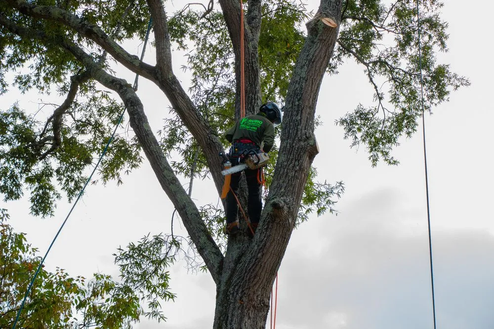 Professional yard maintenance for residential properties in Mint Hill, NC by Rubio Tree Services