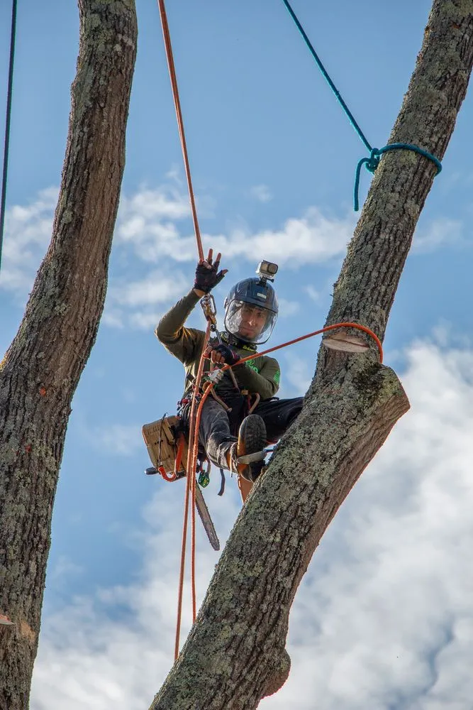 Custom yard maintenance for beautiful yards across Mint Hill, NC - Rubio Tree Services