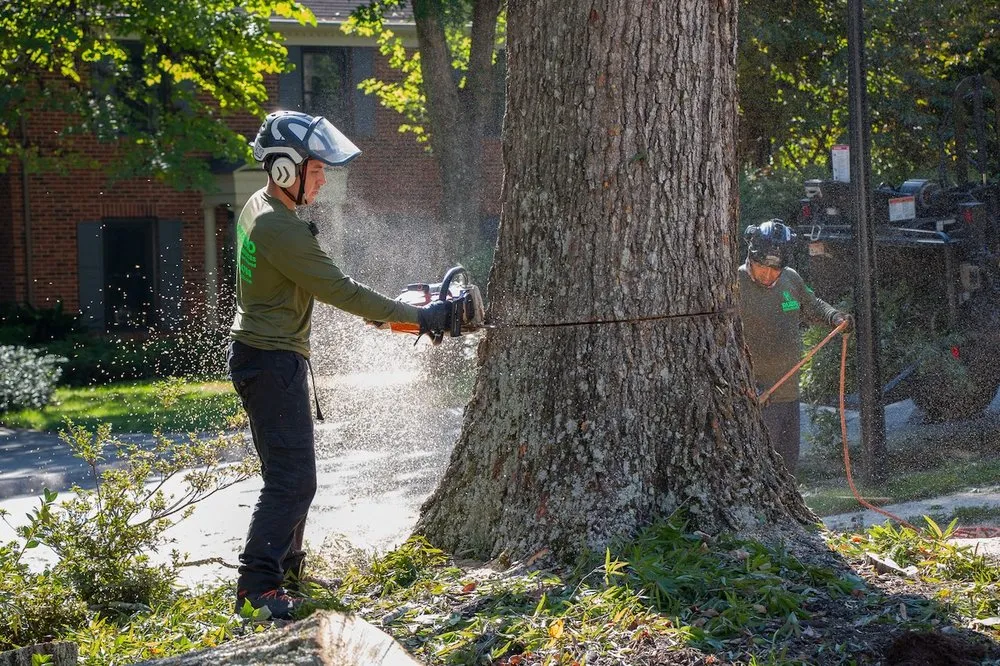 Trusted yard cleanup service in Mint Hill, NC by Rubio Tree Services