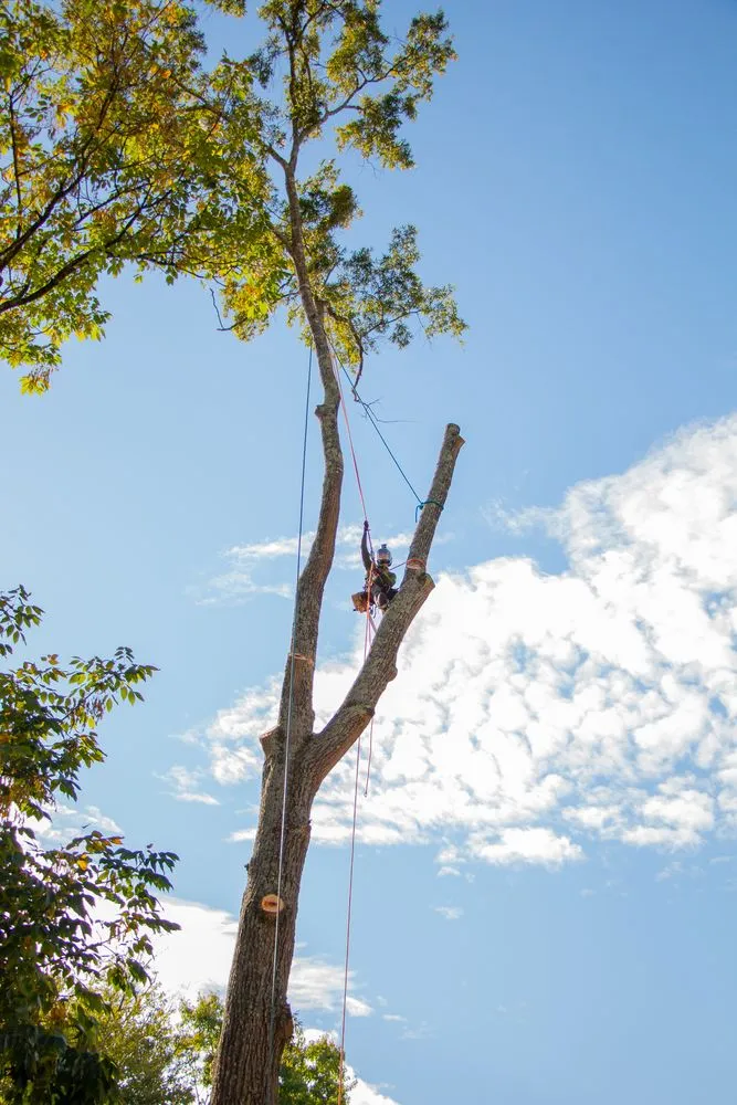 Reliable garden landscaping experts serving Mint Hill, NC - Rubio Tree Services