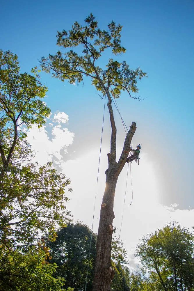 Top-rated yard maintenance in Mint Hill, NC by Rubio Tree Services