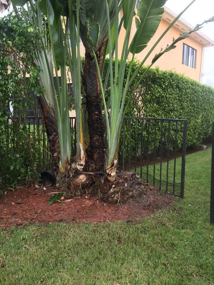 Affordable lawn care service experts serving Miami, FL - Rubio's Garden Services