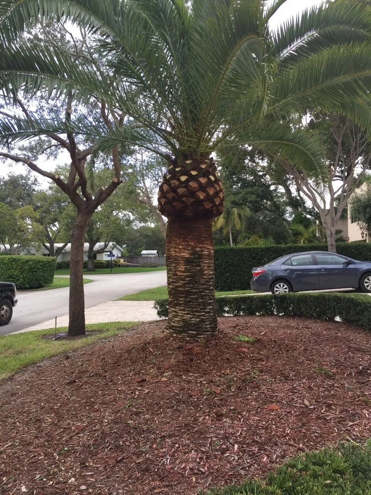 Affordable lawn mowing service for year-round maintenance across Miami, FL - Rubio's Garden Services