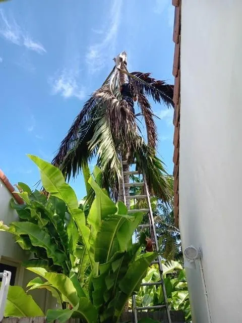 Affordable lawn care service with custom design in Miami, FL by Rubio's Garden Services