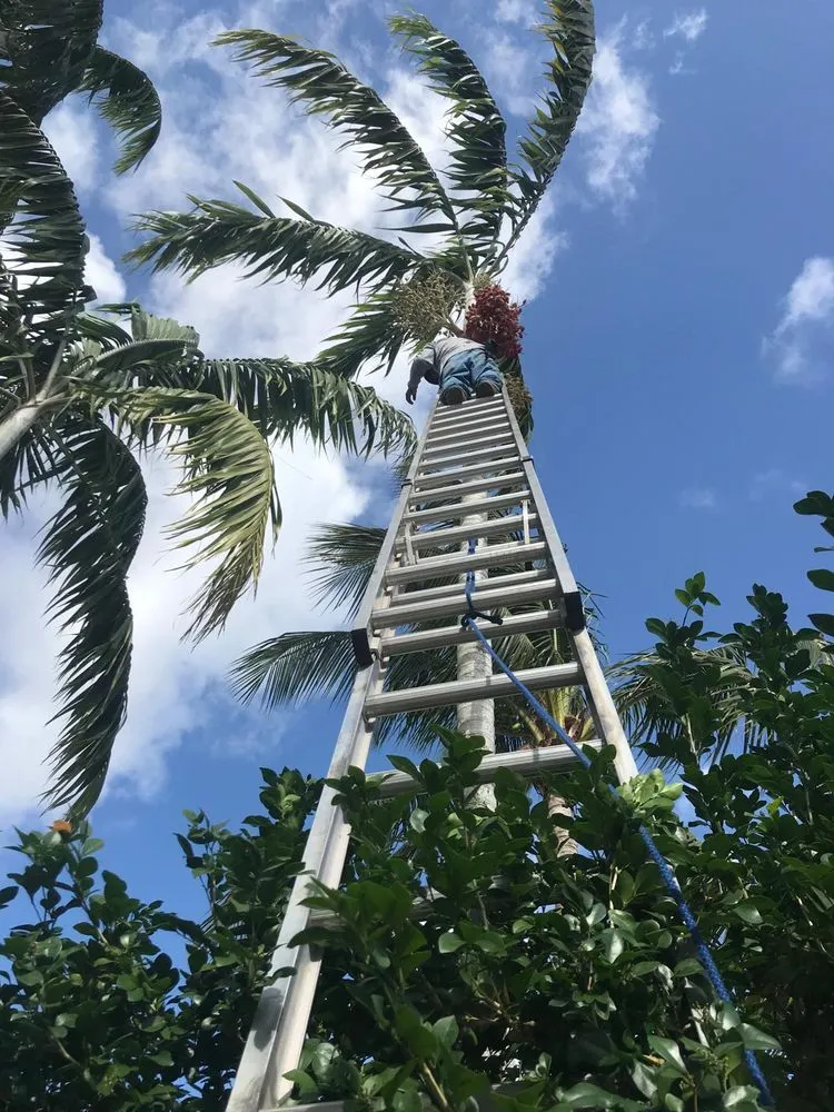 Professional landscaping services in Miami, FL by Rubio's Garden Services