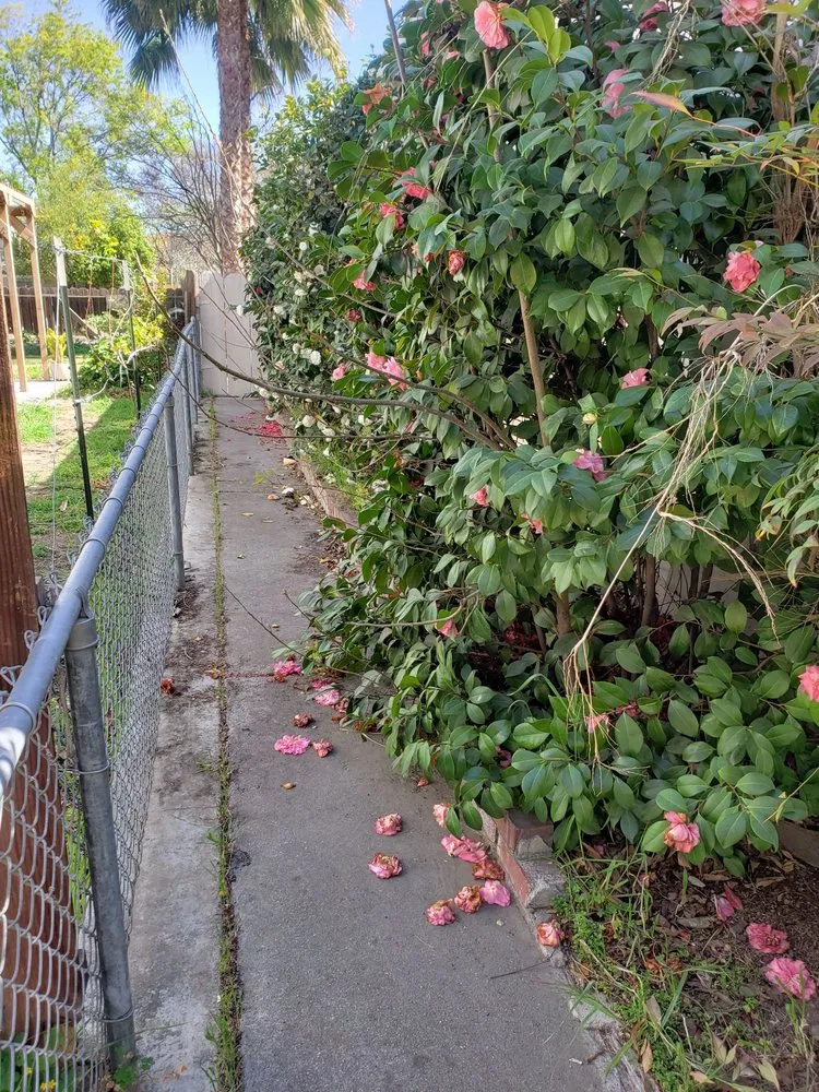 Trusted garden landscaping near you across Tracy, CA - Rubio's Lawn Care