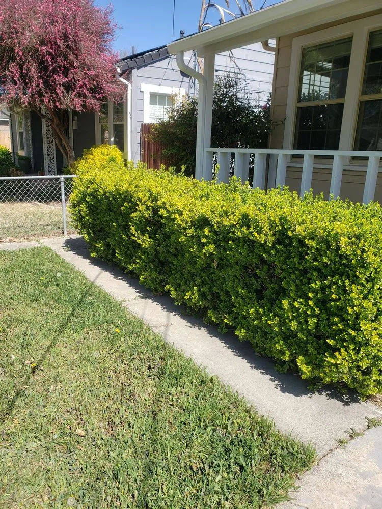 Affordable yard cleanup service in Tracy, CA by Rubio's Lawn Care