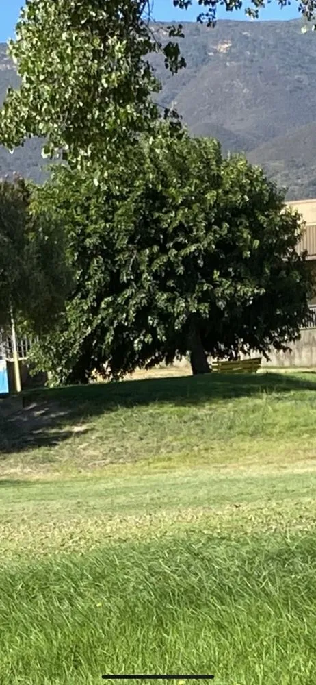 Local yard cleanup service for beautiful yards across Salinas, CA - Rubio's Lawn Mowing Services