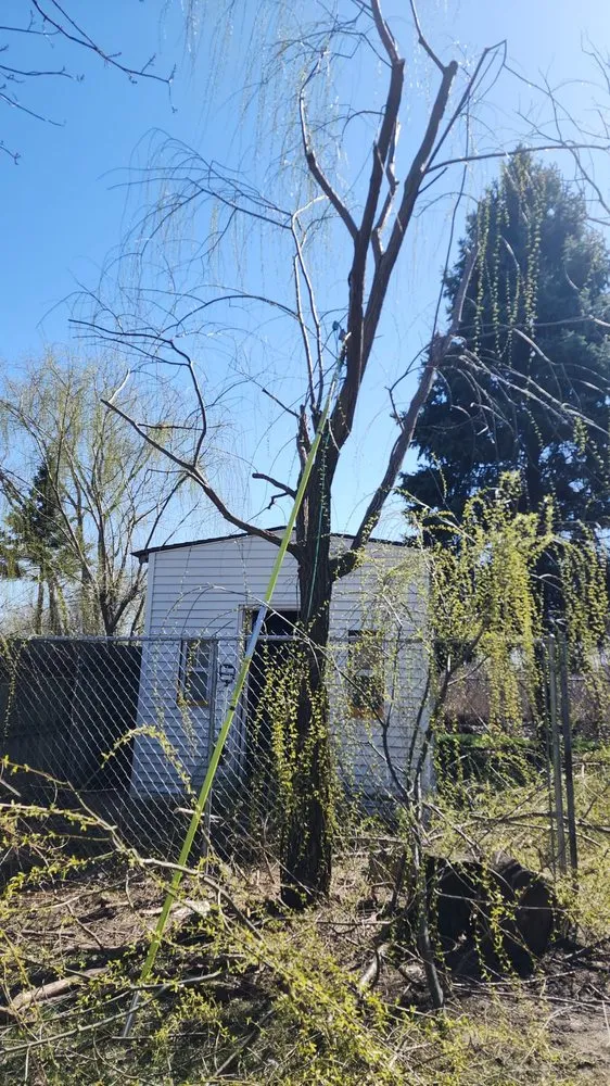 Affordable lawn mowing service near you in Harvey, IL by Rubio's Lawn Services