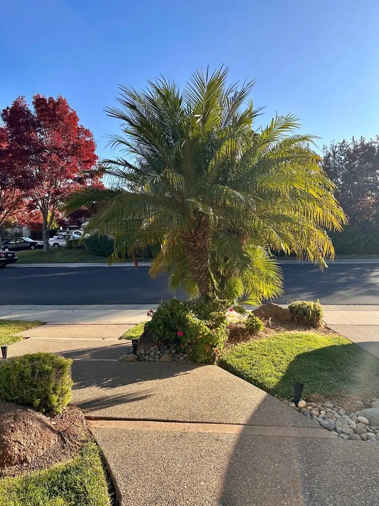 Reliable landscaping services for year-round maintenance across Elk Grove, CA - Rubio’s Lawncare and Landscape