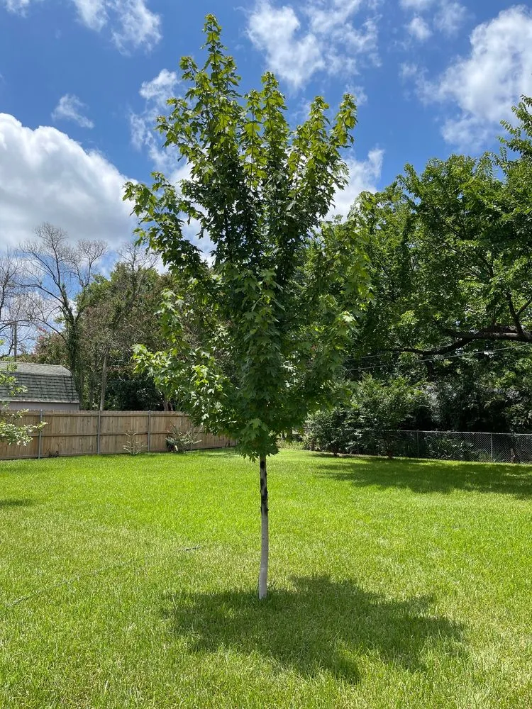 Top-rated yard cleanup service for residential properties across Arlington, TX - Rubios Trees & Landscaping