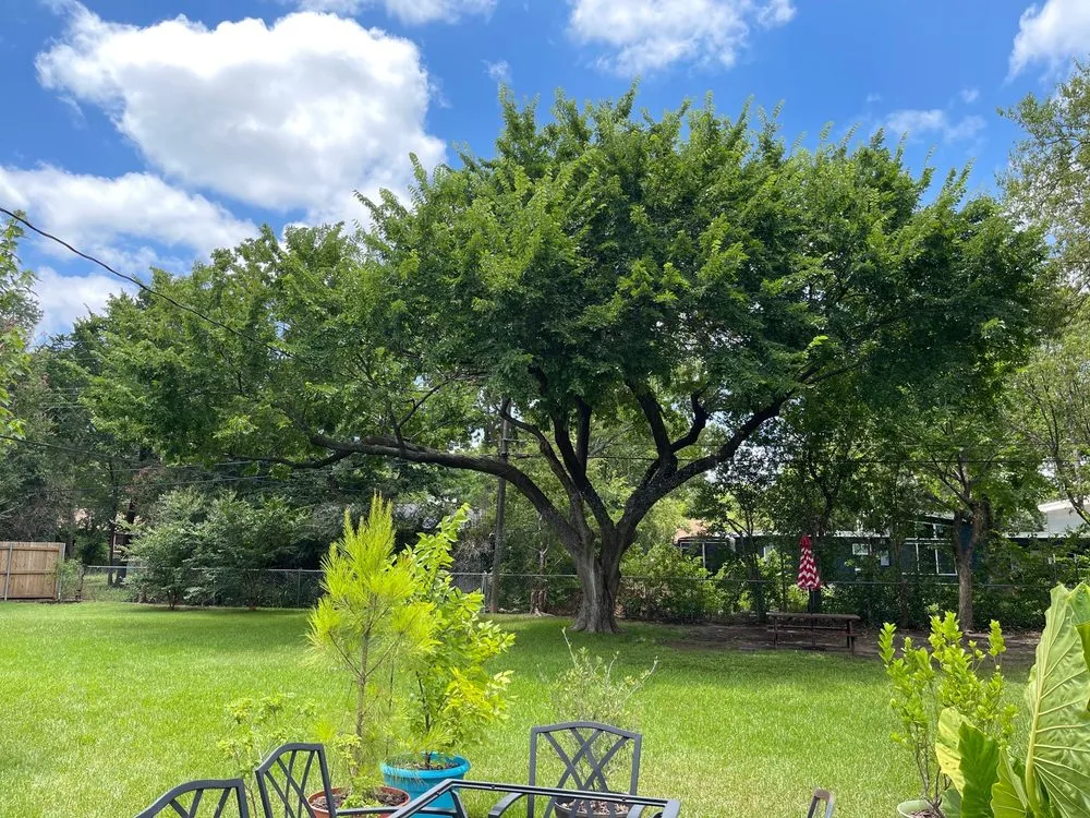 Reliable lawn care service experts serving Arlington, TX - Rubios Trees & Landscaping