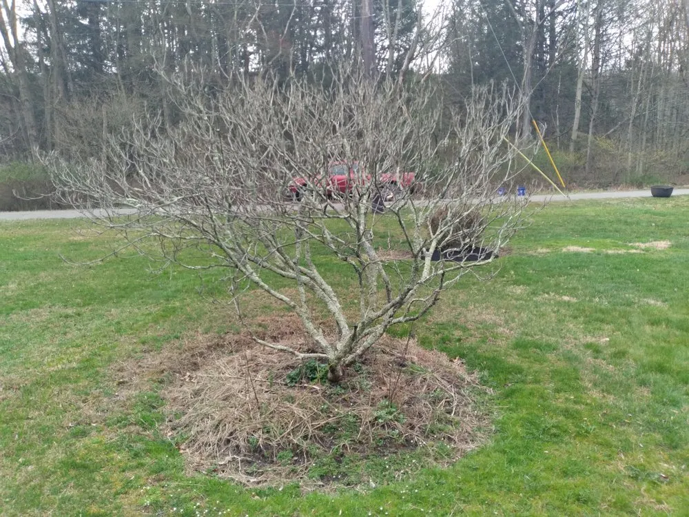 Top-rated landscaping services for homes across Tower City, PA - RudeCat's Landscaping