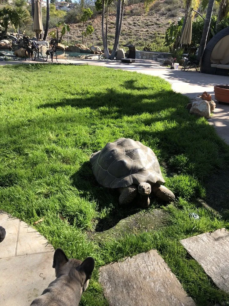 Trusted landscape installation in Poway, CA by Rudgers Landscape and Construction
