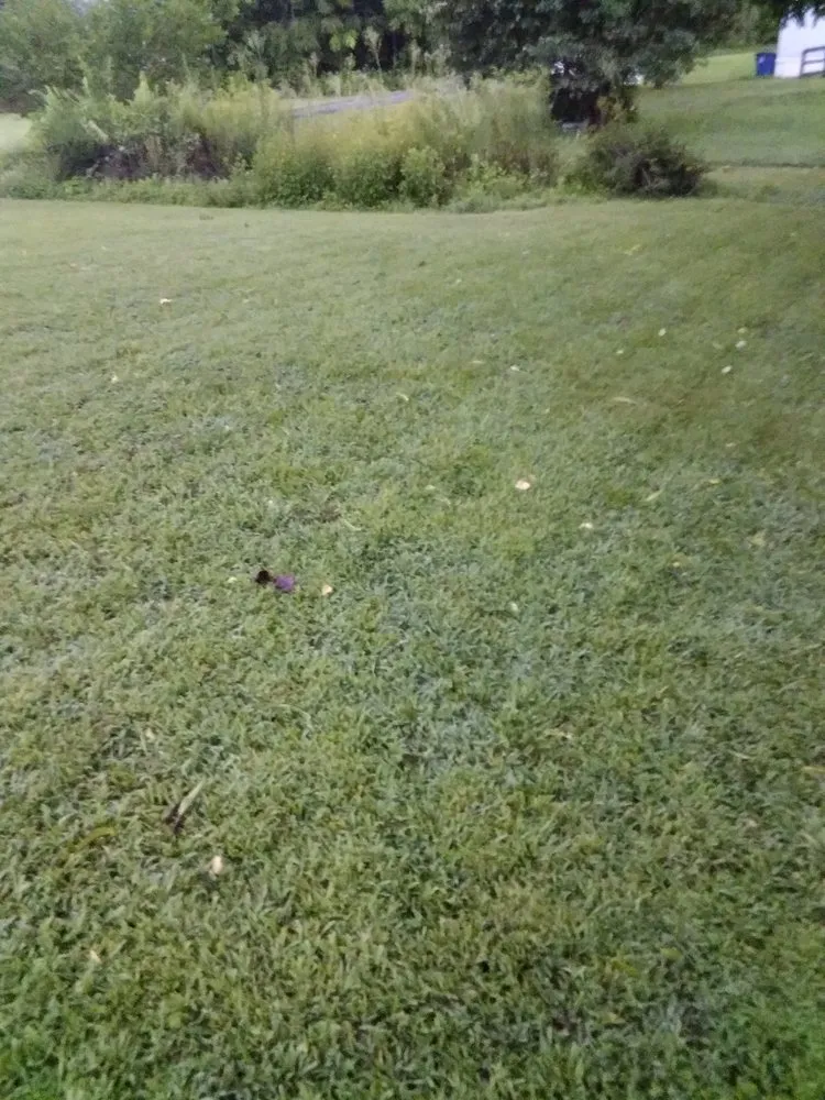 Professional yard cleanup service in Hickory, NC by Rudisill Tree & Lawn Care Maintenance