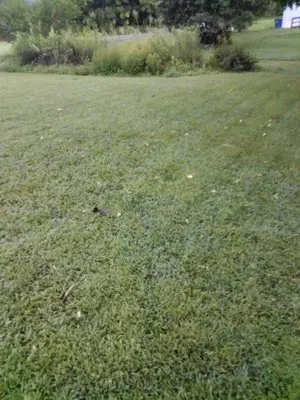 Rudisill Tree & Lawn Care Maintenance Logo