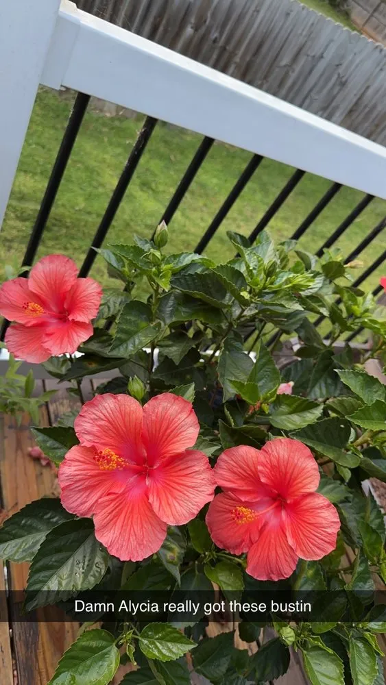 Custom lawn care service in Stafford, VA - Rudy Landscaping