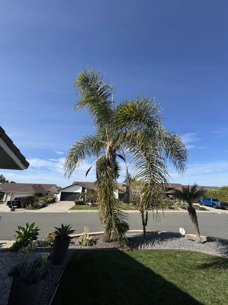 Affordable lawn care service for outdoor upgrades across Carlsbad, CA - Rudy Morales Landscape