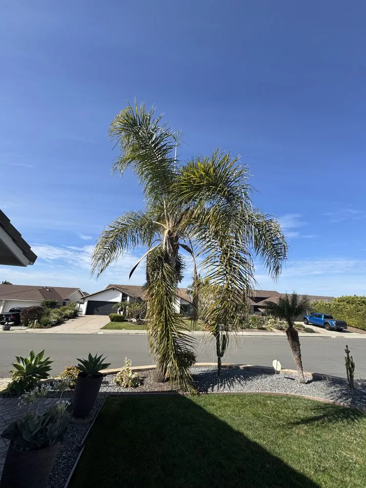 Reliable yard cleanup service in Carlsbad, CA - Rudy Morales Landscape