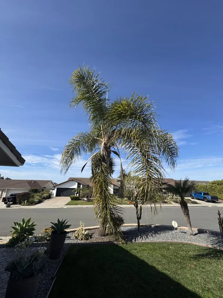 Affordable yard cleanup service near you across Carlsbad, CA - Rudy Morales Landscape