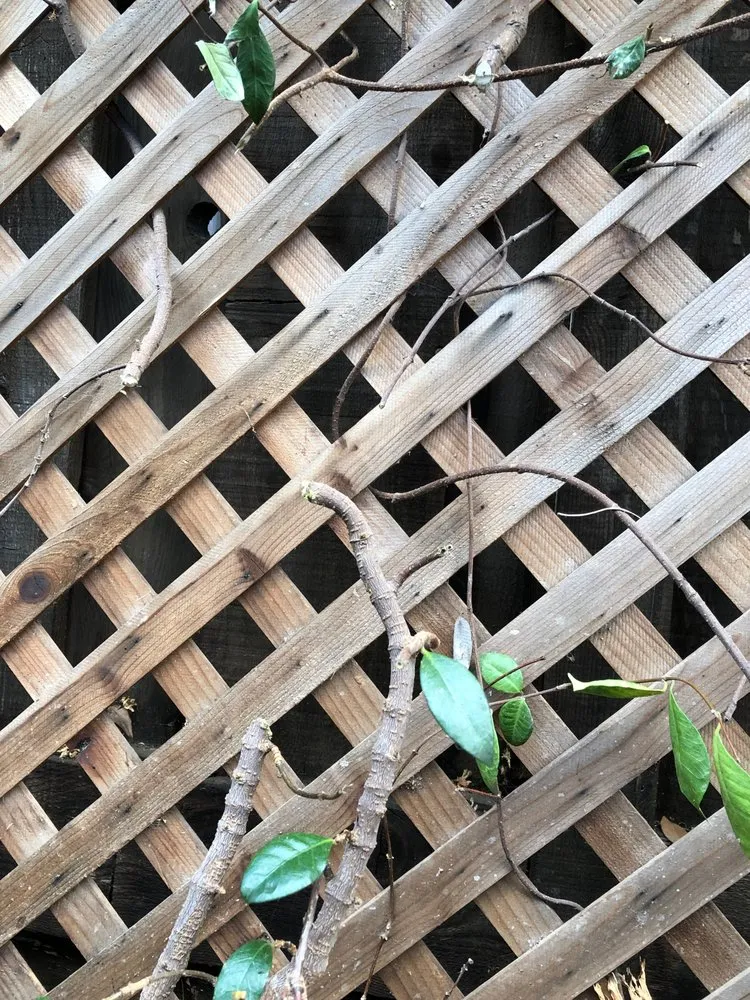 Top-rated yard maintenance for beautiful yards in Elk Grove, CA by Rudy's Landscape