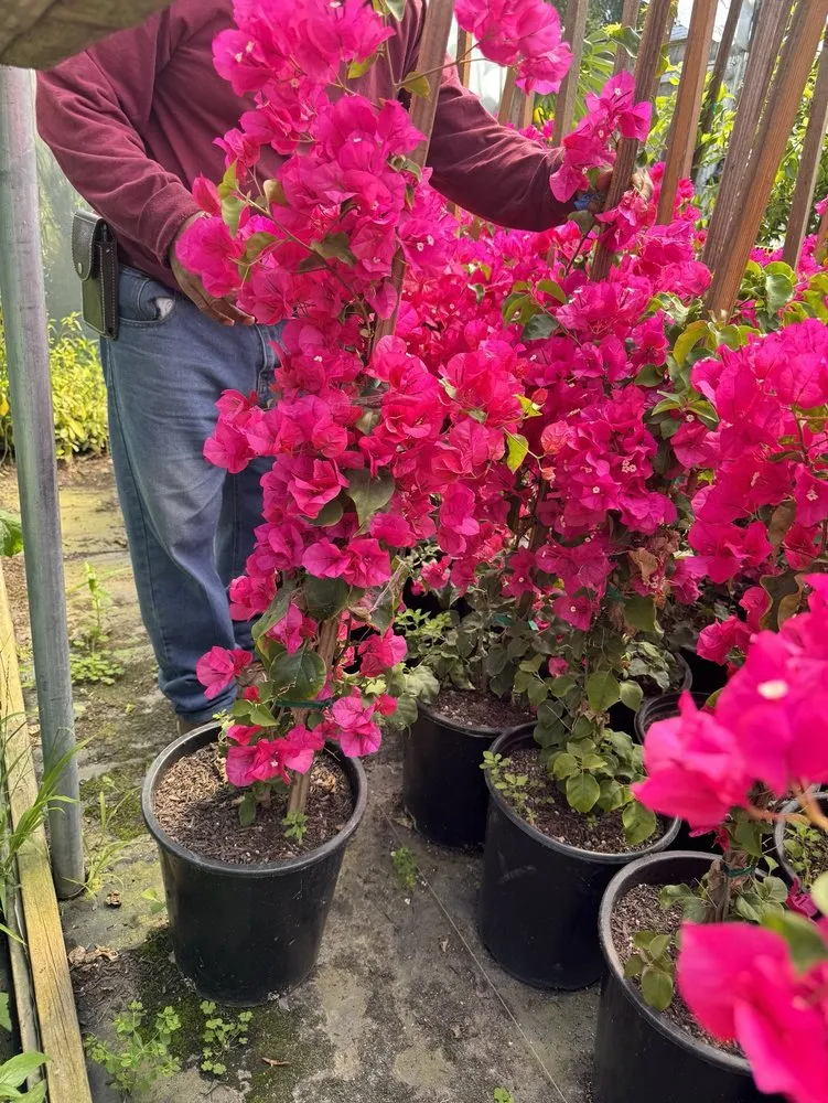 Trusted landscape design for outdoor upgrades in Simi Valley, CA by Rudy’s Landscape