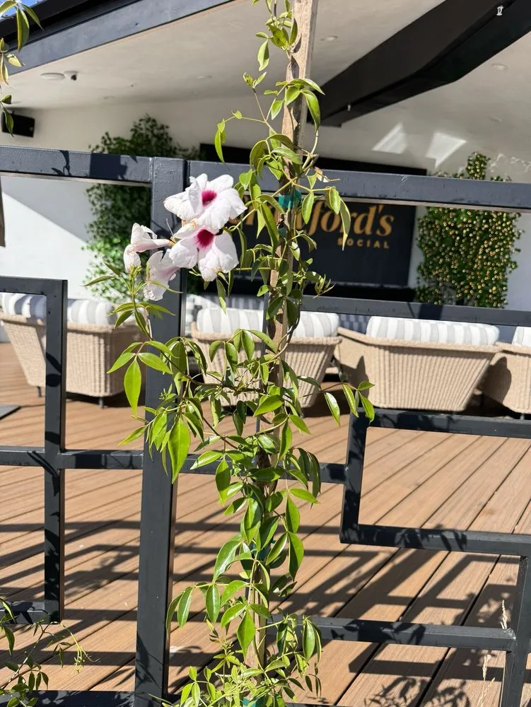 Trusted yard cleanup service for outdoor upgrades in Simi Valley, CA by Rudy’s Landscape