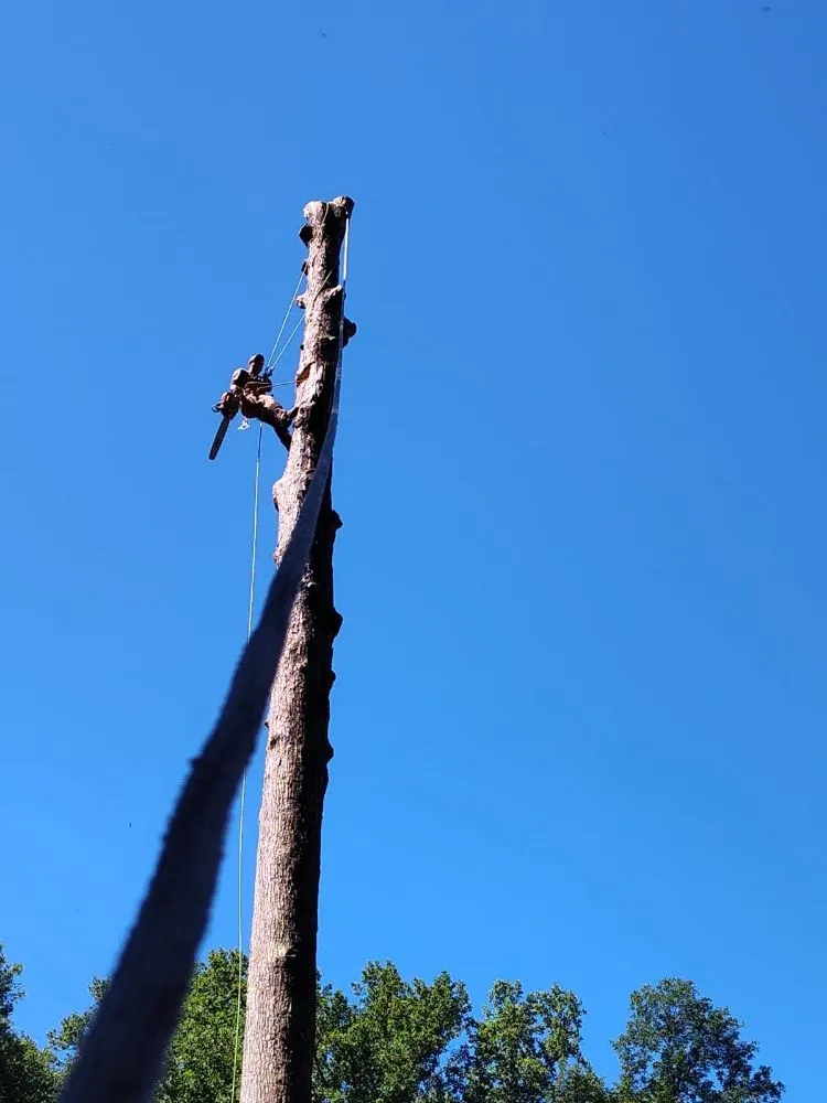 Expert outdoor landscaping in Newark, DE by Rudy's Lawn & Trees Services