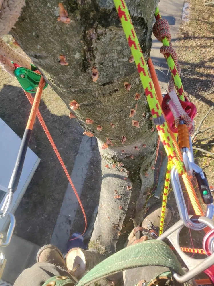 Professional yard cleanup service in Newark, DE by Rudy's Lawn & Trees Services