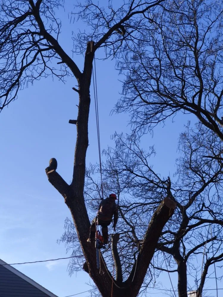 Professional landscape design for beautiful yards in Newark, DE by Rudy's Lawn & Trees Services