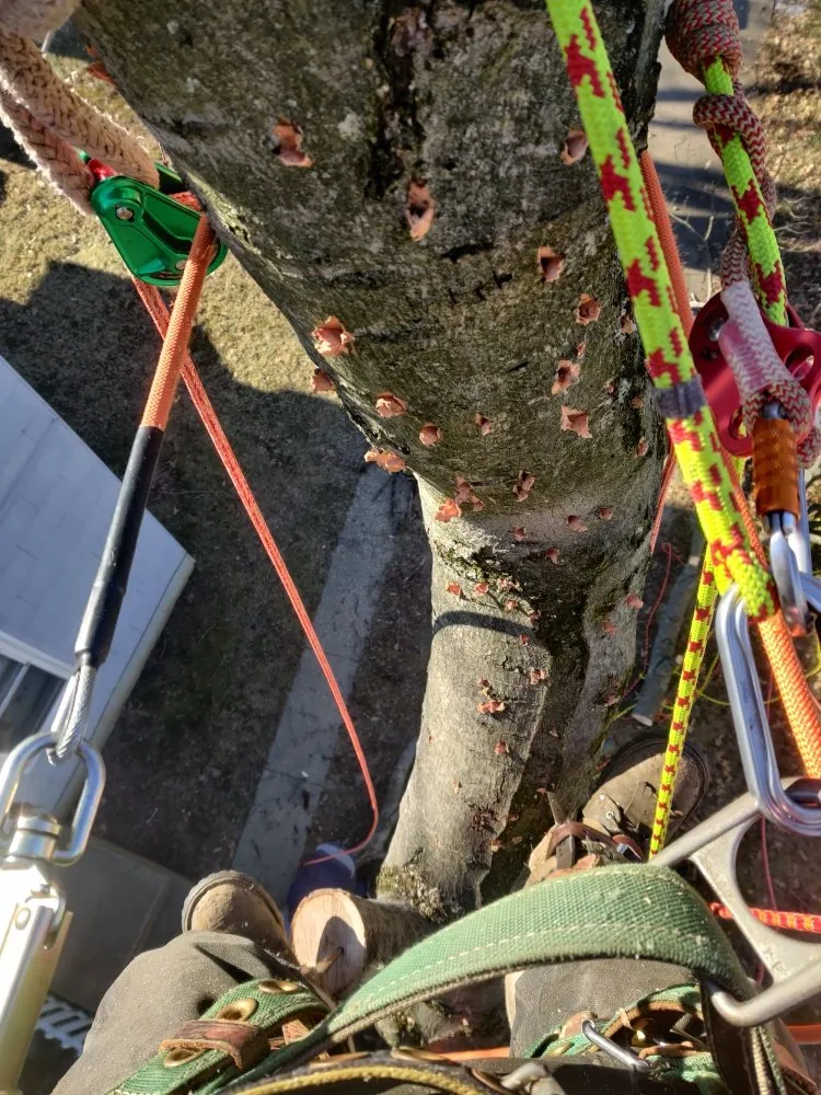 Expert yard maintenance experts serving Newark, DE - Rudy's Lawn & Trees Services