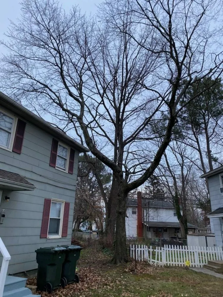 Reliable yard maintenance for beautiful yards in Newark, DE by Rudy's Lawn & Trees Services