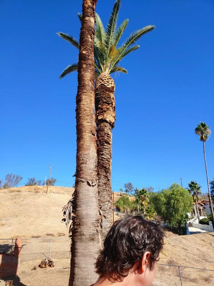 Custom yard maintenance experts serving Wildomar, CA - Rudy's Tree Service & Landscaping