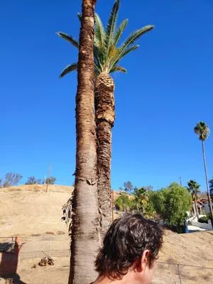 Rudy's Tree Service & Landscaping Logo