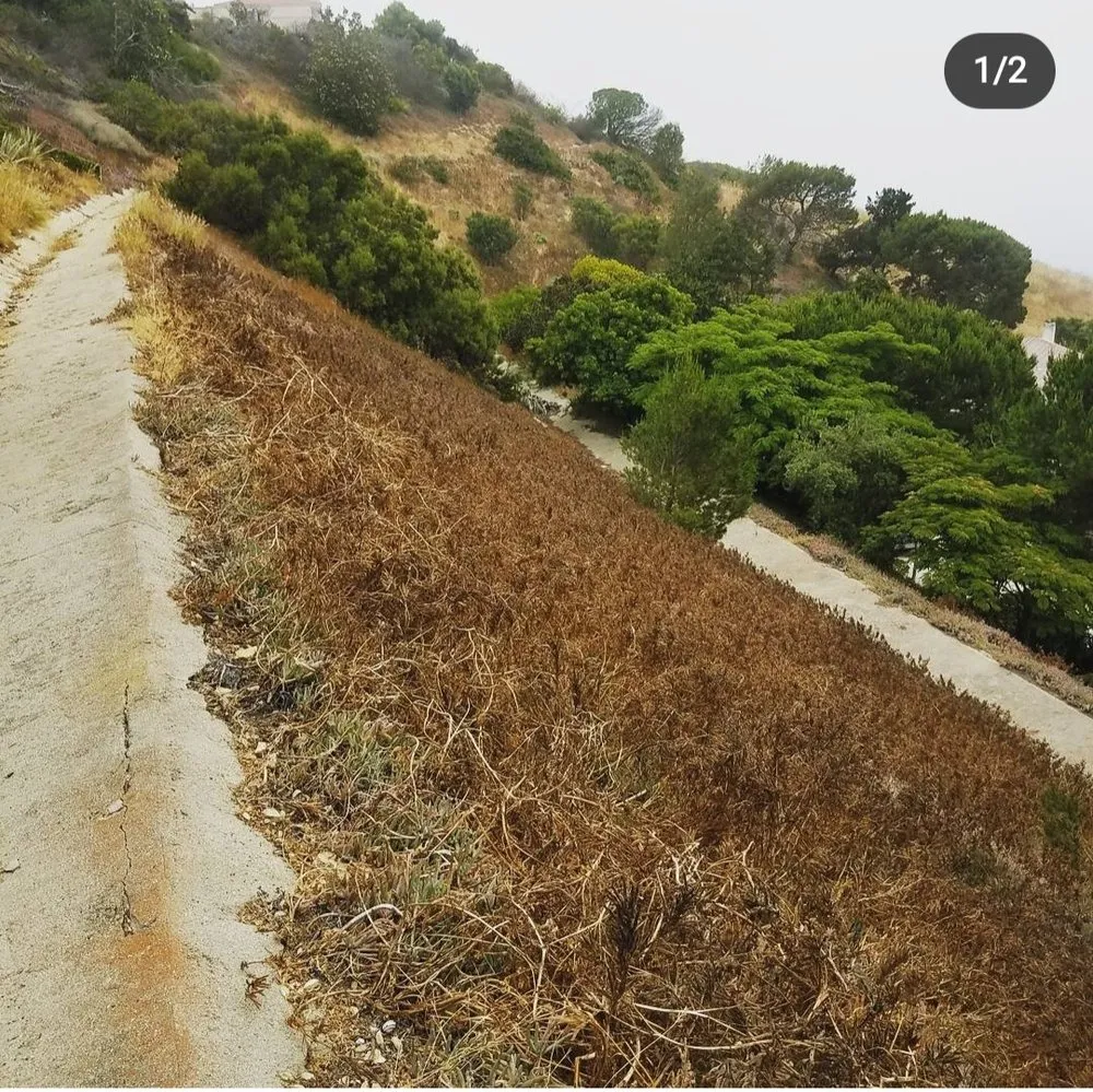 Custom yard maintenance in Carson, CA - Ruelas Landscape