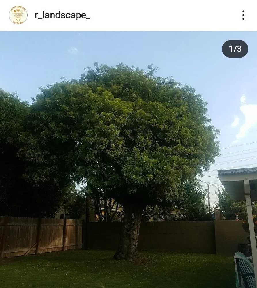 Reliable outdoor landscaping for homes in Carson, CA by Ruelas Landscape